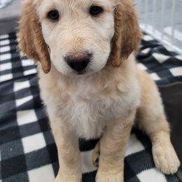 Goldendoodle Puppies from Grosenbacher Goldendoodles
