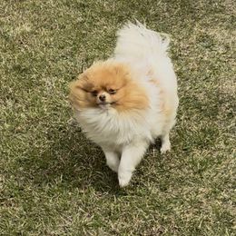 Cassie - Beaver sable female Pomeranian puppy in Fayetteville, North Carolina from Tar-heel Poms