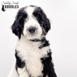 Jed - male Australian Mountain Doodle puppy in Tipton, Indiana from Country Creek Doodles