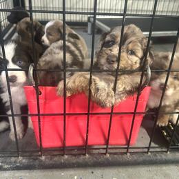 Boy 1 - Brown merle male Aussiedoodle puppy in Hillsboro, Illinois from Perfect Paws Puppies