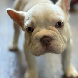Paco - Cream male French Bulldog puppy in York, South Carolina from Furevermore Boxers and Furevermore Frenchies