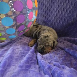 Comet - Merle male Great Dane puppy in Arpin, Wisconsin from Arpin Great Danes