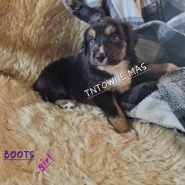 Socks - Black tri female Miniature American Shepherd puppy in Marshfield, Missouri from Tntowne Miniature American Shepherds