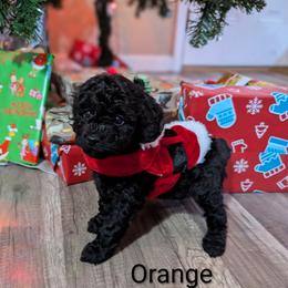 Orange collar girl - Black female Cockapoo puppy in Middletown, Ohio from Blessed Chaos