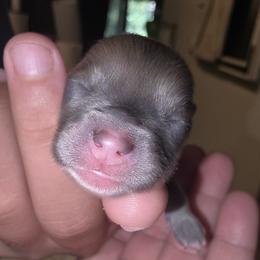 Robin - Lavender male Pomeranian puppy in Mays Landing, New Jersey from KB Pom Pups