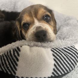 Brown Collar - Black tan and bluetick male Beagle puppy in Jasper, Texas from Beech Grove Beagles