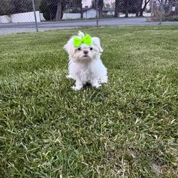 Lily - White female Shih Tzu puppy in Kennewick, Washington from Tinytails