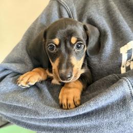 Dachshund Puppies from Adorable Doxxies