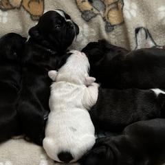 French Bulldogs from Pipsters