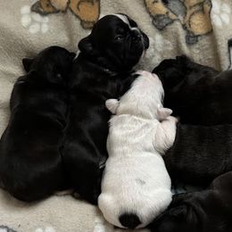 French Bulldogs from Pipsters