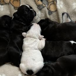 French Bulldogs from Pipsters