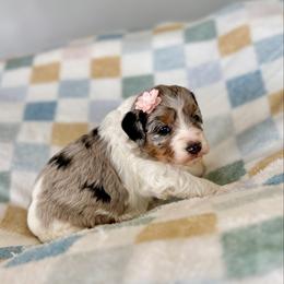 Daniella - Blue merle and white female Sheepadoodle puppy in Spanish Fork, Utah from Maplesierradoodles