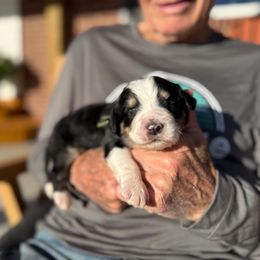 Oak - Tri-color male Bernedoodle puppy in Ferguson, North Carolina from Elevated Standards NC