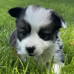 Tansy - Sable female Pembroke Welsh Corgi puppy in Elberta, Utah from 3F Farms- Pembroke Welsh Corgis and Irish Wolfhounds