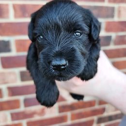 Boy 4 - male Miniature Schnauzer puppy in Piedmont, Oklahoma from J&K's Miniature Schnauzers