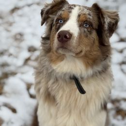 Bohdi - Australian Shepherd