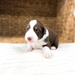 Winton - Red tri-color male Australian Shepherd puppy in Unionville, Iowa from Soap Creek Kennels