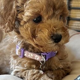 Cavapoos and Goldendoodles from Countyline Doodles LLC