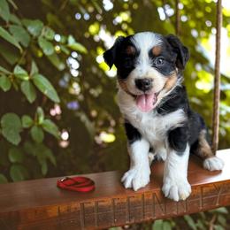 Drift - Black tri-color male Australian Shepherd puppy in Statesville, North Carolina from Charming Australian Shepherds