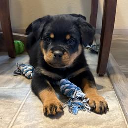 Girl 2 - Black and mahogany female Rottweiler puppy in Athol, Idaho from Vom Corvinus Haus Rottweilers