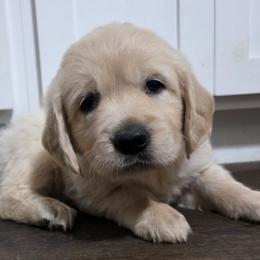 Girl 2 - Light golden female Golden Retriever puppy in Lawtey, Florida from Rise and Shine Goldens