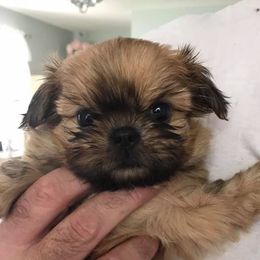 Shih Tzus from Fuzzy Wuz Shih Tzus
