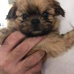 Shih Tzus from Fuzzy Wuz Shih Tzus
