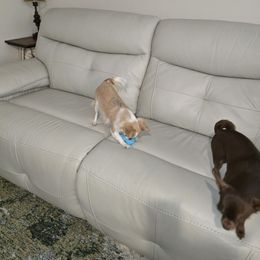 Coco - Chihuahua