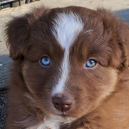 Dill - Red tri-color female Australian Shepherd puppy in Cottage Grove, Oregon from Farmstead Aussies