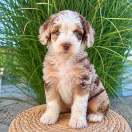Nash - Brown merle male Aussiedoodle puppy in Sharpsburg, Georgia from Steindoodles