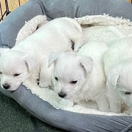West Highland White Terriers from Westies of NC Highlands
