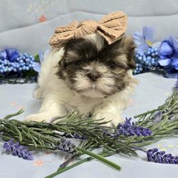 Liver Girl - Liver and white female Shih Tzu puppy in Vinita, Oklahoma from Locust Creek Shih Tzu & Havanese