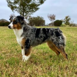 Kate - Miniature American Shepherd