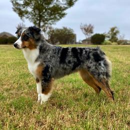 Kate - Miniature American Shepherd
