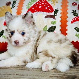 Leia - Merle female Pomsky puppy in Greenville, South Carolina from Thicketty Mountain Pomskies