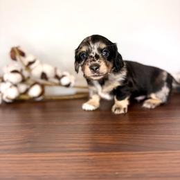 Black and cream dapple boy - Dapple male Dachshund puppy in Beaver, Pennsylvania from Meaden’s Mini Dachshunds