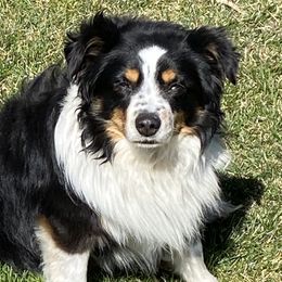 George - Toy Australian Shepherd