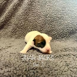 Female 2 - Tri-color female Jack Russell Terrier puppy in Bedias, Texas from JBar Jacks