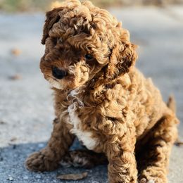 Poodle Puppies from Poodles of Tampa Bay
