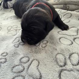 Red collar - Black brindle male Cane Corso puppy in Cottonport, Texas from Sweet Cane Corsos