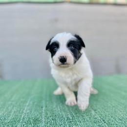 Border Collie and German Shepherd Puppies from Von Guadachi German Shepherds & Audacity Border Collies