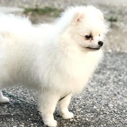 Nala - Pomeranian