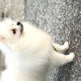 Nala - Pomeranian