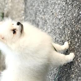 Nala - Pomeranian