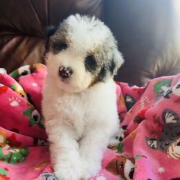 Aspen - Merle female Bernedoodle puppy in Sherman, Illinois from Shirl Doodle Life