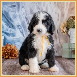 Slinger - Phantom male Bernedoodle puppy in Connersville, Indiana from Deaz Doodle Ranch