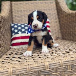 Oceana - Black, white and red female Greater Swiss Mountain Dog puppy in Chester, Illinois from Hilltop Swissys