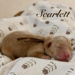 Scarlett - Apricot female Goldendoodle puppy in Blanchard, Oklahoma from Dream Doodles by Dondi