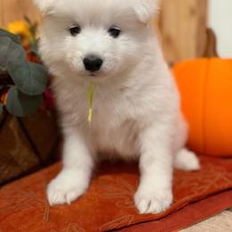 Lime green - White female Samoyed puppy in Paulden, Arizona from Carefree Samoyeds & Deserthills Labradors