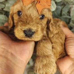 Cupcake - Blenheim female Cavapoo puppy in Roseville, California from Heavenly Goldendoodles
